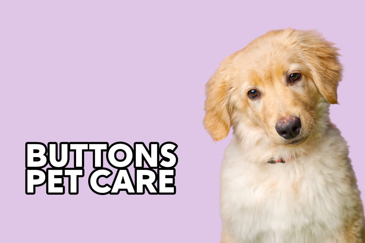 Buttons Pet Care Web Design