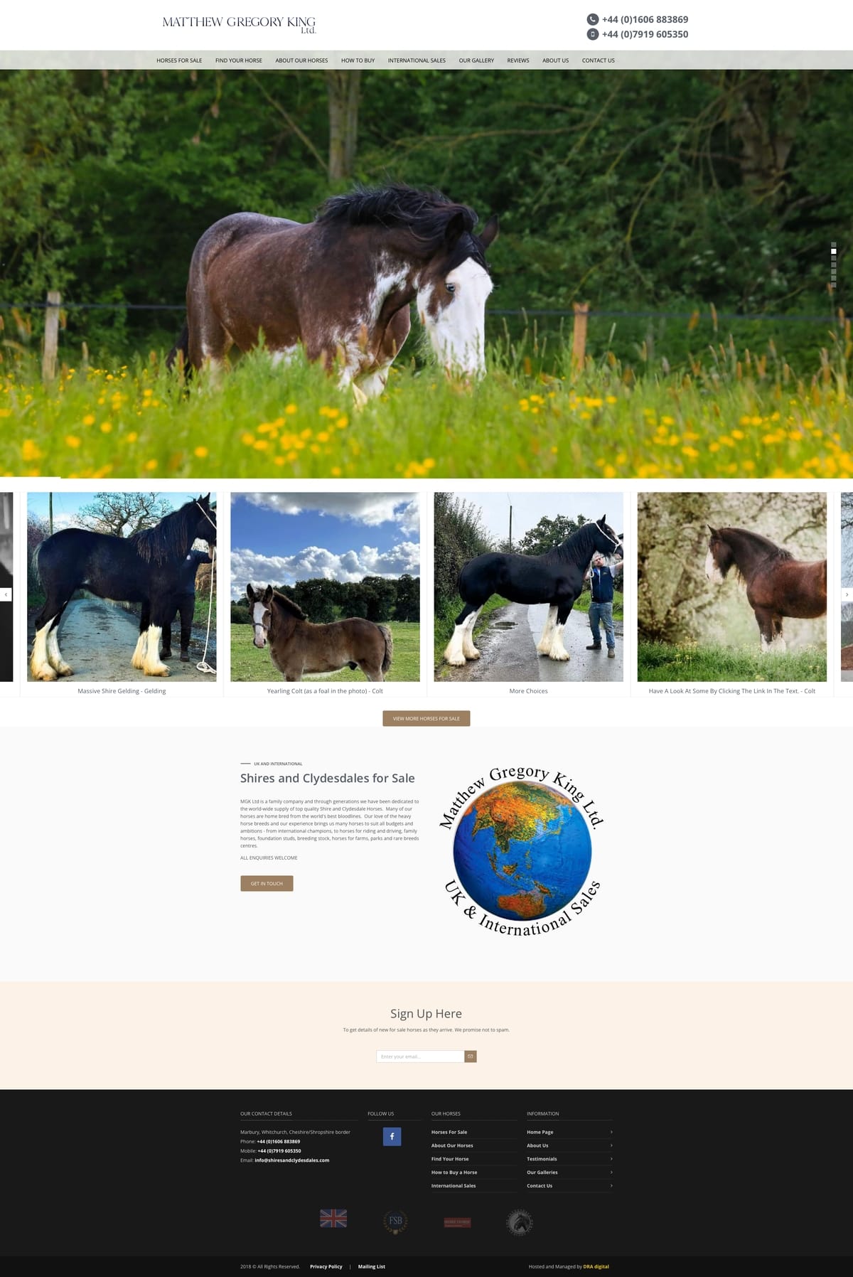 Horses for Sale Website Design